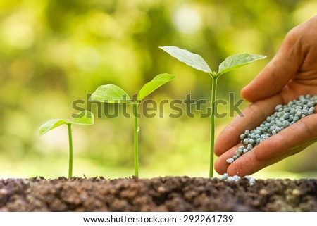 hand of a farmer giving fertilizer to young green plants growing in germination sequence / nurturing baby plant with chemical fertilizer