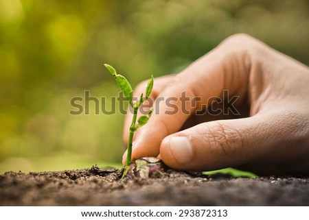 hand of a farmer growing a young plant on fertile soil with vintage tone / nurturing baby plant
