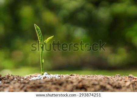 plant seedling growing on fertile soil with fertilizer / baby plant