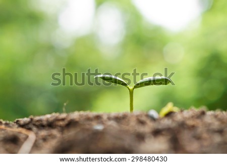 plant seedling growing on fertile soil / baby plant begins new life
