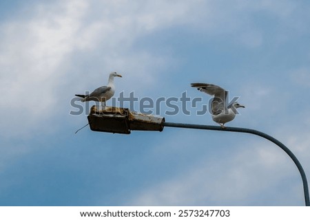 Similar – Image, Stock Photo Seagull on a lantern