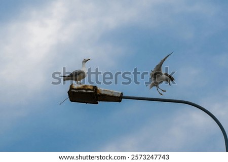 Similar – Image, Stock Photo Seagull on a lantern