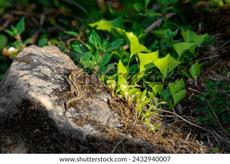 Similar – Image, Stock Photo Wall lizard sunbathing on a natural stone wall