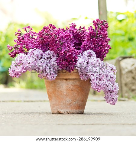 Ceramic pot with a branch of lilac flower. Syringa vulgaris