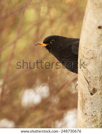 Common blackbird, male, brown black with yellow beak.