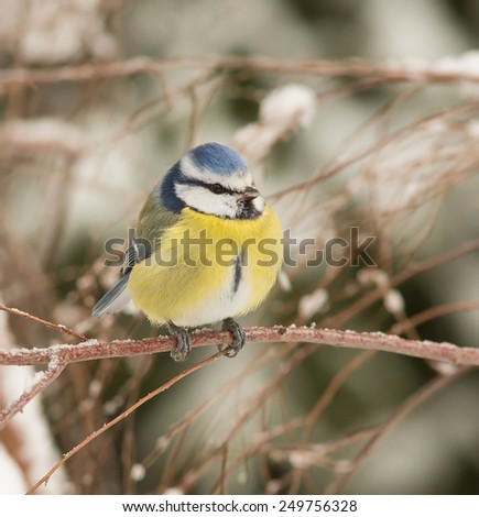 A winter picture of a Blue Tit in a bush, sitting on a branch with snow in the background.