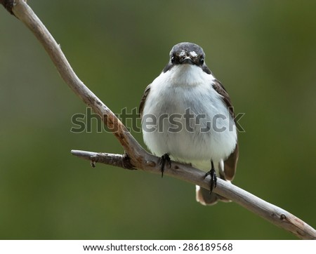 European pied flycatcher, A small fast bird that lives on to catch insects.