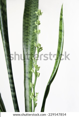 Sansevieria hyacinthoides (Mother-in-law\'s tongue, Snake plant)