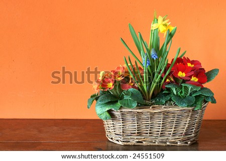 Fresh spring flowers blossoming in a flower basket on an ancient table in front of an orange wall