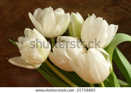 Elegant fresh white tulips laying on an ancient walnut table - narrow dof