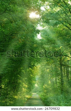 Mystic Forest in Springtime with Sun rays