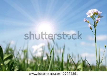Wild flowers growing in a field with warm summer sun background