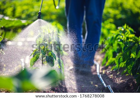 Farmer spraying vegetable green plants in the garden with herbicides, pesticides or insecticides. Stock foto © 