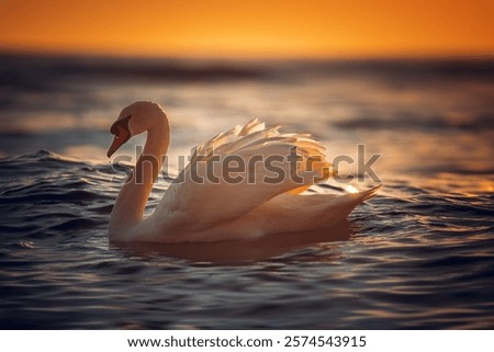 Similar – Image, Stock Photo Graceful swan swimming on lake