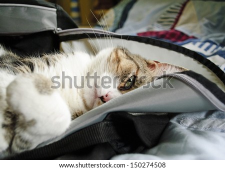 Cat laying in sports bag looking at camera
