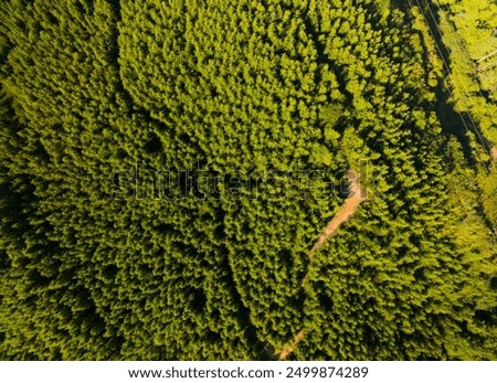 Similar – Image, Stock Photo Road running through dense forest