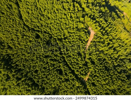 Similar – Image, Stock Photo Road running through dense forest