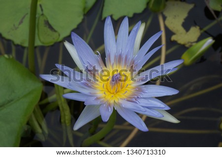 stock photo blue purple flower with a yellow middle 1340713310