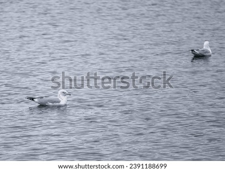 Similar – Image, Stock Photo two seagulls swimming in the fog on a quiet morning on the waveless, calm Weser river