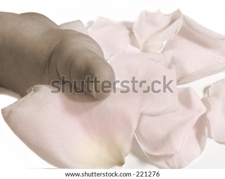 black and white sepia tinted baby\'s toes with rose petals on white background