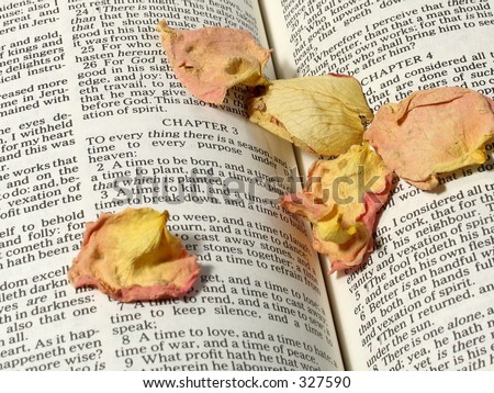 Bible Verse:  Ecclesiastes 3: To everything there is a season with dried rose petals