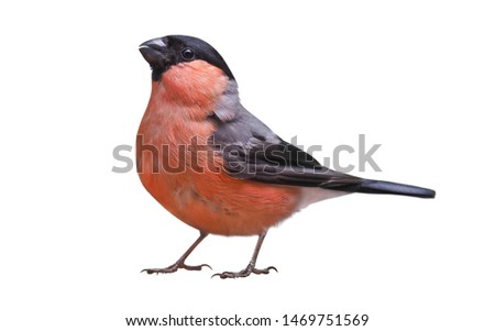 Similar – Image, Stock Photo Bullfinch, Pyrrhula pyrrhula, Eurasian bullfinch