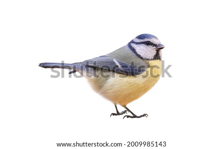 Similar – Image, Stock Photo Blue tit in sunlight