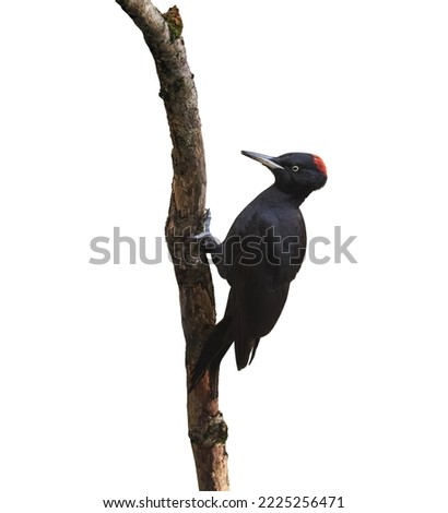 Similar – Image, Stock Photo Black Woodpecker on the moor