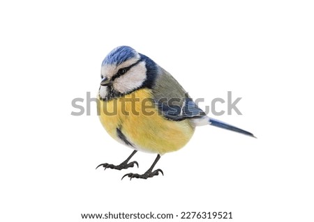 Image, Stock Photo Blue tit in sunlight