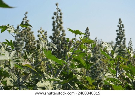 Similar – Image, Stock Photo Farm field is planted with agricultural plants. Watering the crop. Agro industry, agribusiness. Farming, european farmland. Traditional irrigation system. Growing and producing food. Rural countryside