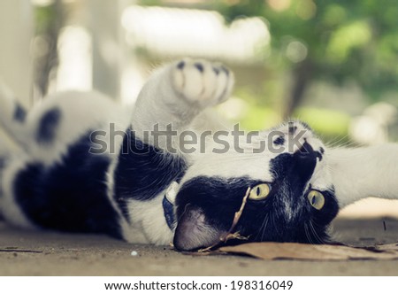 funny cat lying on back in yard