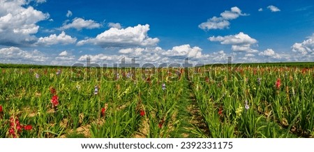 Similar – Image, Stock Photo Fair weather clouds above the treetops of a group of trees