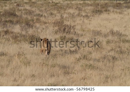 Lion looking for game in the Serengeti national park, Tanzania