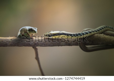 Image result for friendly with snake