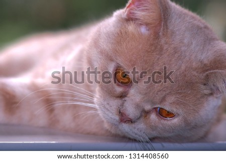 Shutterstock Puzzlepix