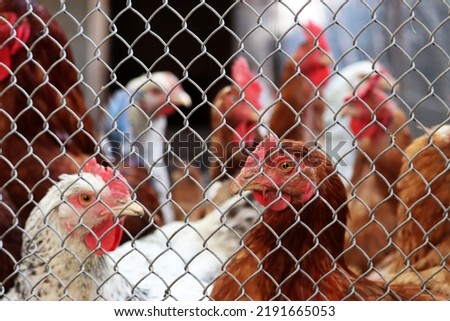 Defocused view through wire mesh to the chickens on a farm. Brown and white hen in a coop, poultry concept Foto d'archivio © 