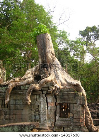 Tree sits on top of a old ancient ruined building at Angkor Wat, Cambodia