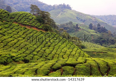 Terrace view of a tea plantation farm being grown on a hill slope in Cameron Highlands, Malaysia