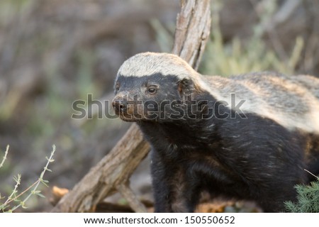 Honey Badger - Kalahari Desert