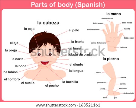 Parts Of Body, Spanish Language Stock Vector Illustration 163521161 ...