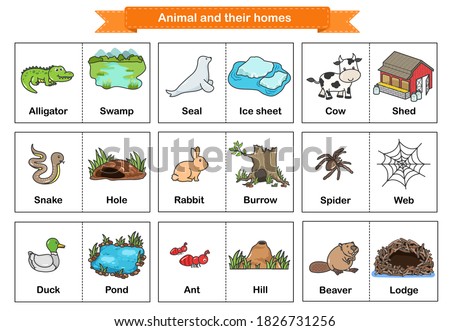 Animal and Their Homes Flash Cards. Printable flash card illustrating : Alligator, Seal, Cow, Snake, Rabbit, Spider, Duck, Ant, Beaver - Flashcards for education.