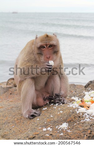 Monkeys in nature with sea. Thailand Often beg for food from tourists. And living in the forest near the community or temple.