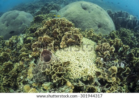 The diversity of coral reefs.