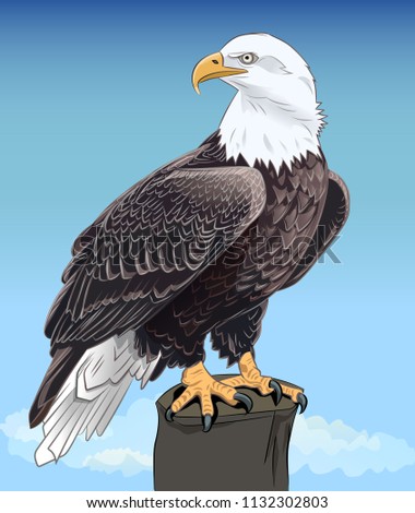 Majestic Bald Eagle still sitting keen eyes against the blue sky. Realistic image. Vector illustration. 