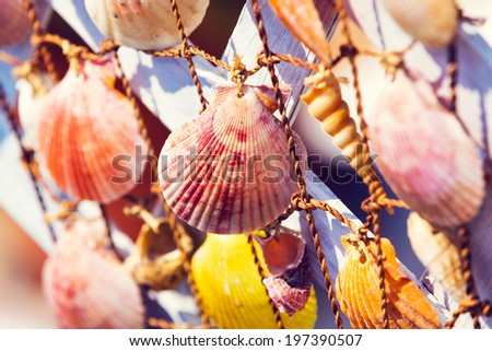 Group of sea shells against the sun.