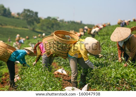 Women with conic hat are harvesting tea leaf in Bao Loc, Vietnam