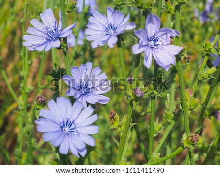 Similar – Foto Bild Wegwarte, Cichorium intybus, ist eine Wild- und Heilpflanze mit blauen Blueten. Die Blueten sind essbar. Chicory, Cichorium intybus, is a wild and medicinal plant with blue flowers. The flowers are edible.