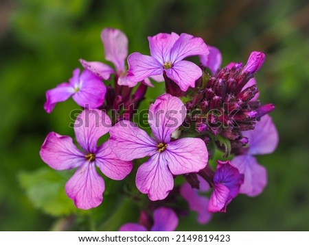Similar – Image, Stock Photo Close up purple blooming lavender flowers, low angle side view