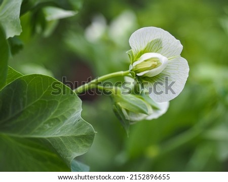 White Pisum sativum flowers, close up. The pea plant, also known as the common peas is herbaceous or woody, flowering, food plant of the legume family Fabaceae. Zdjęcia stock © 