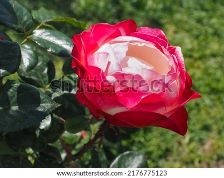 Image, Stock Photo A nostalgic hybrid of Chippendale tea rose. A beautiful bud of yellow-pink roses in the summer garden. Rose garden.